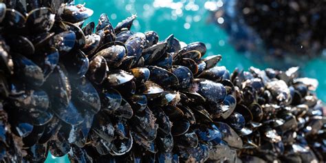 How to farm blue mussels .